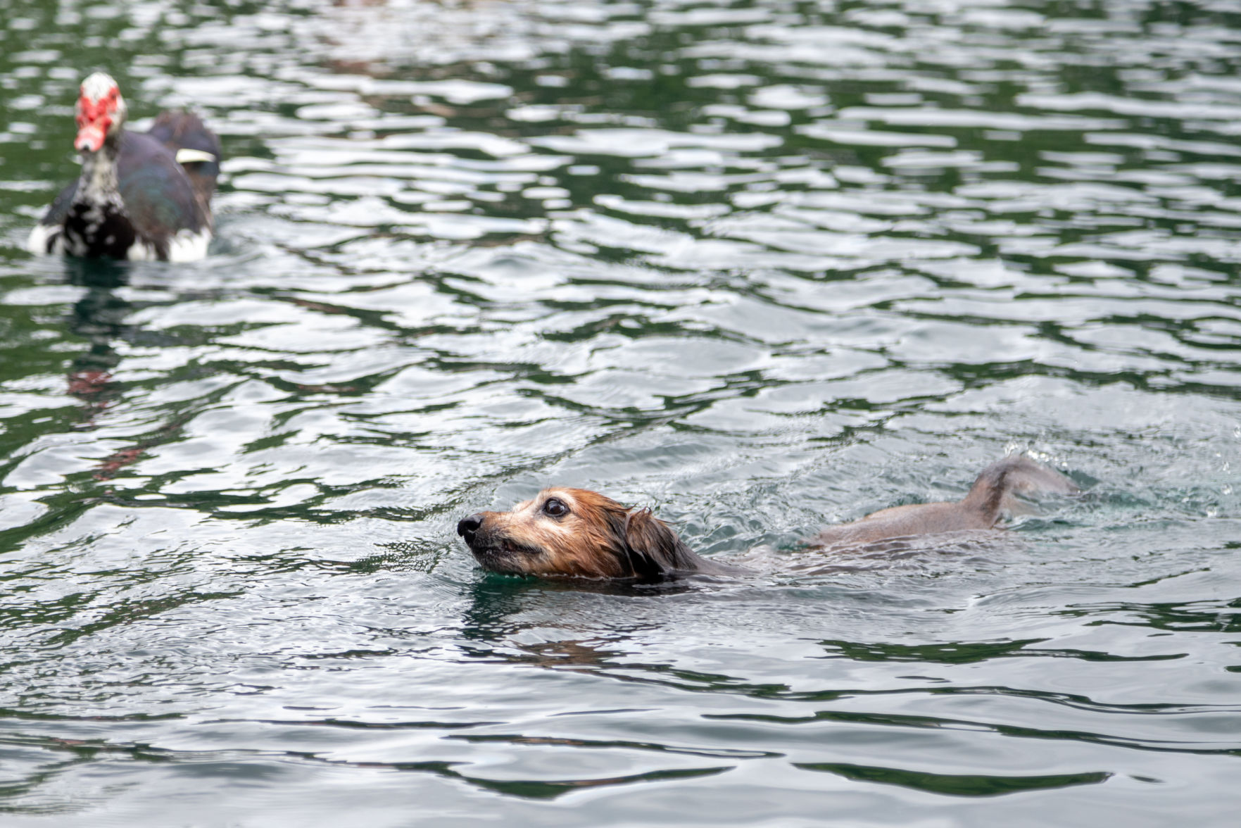 Hot dog: how to keep your pets safe during the summer
